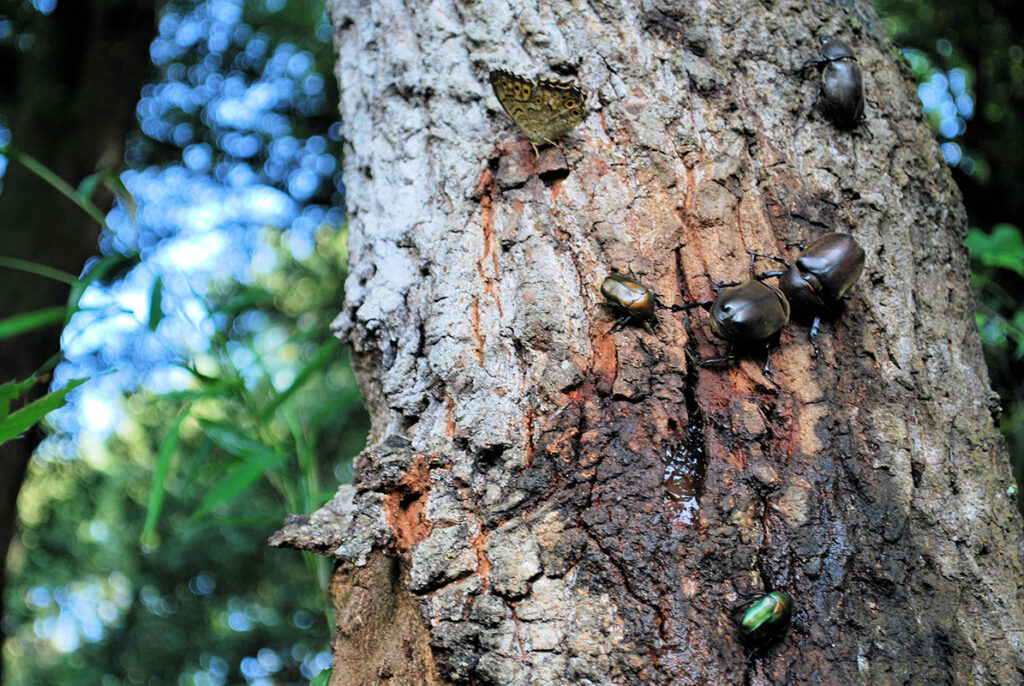 Insect are on a tree stem